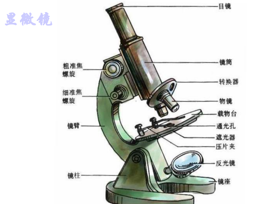 专题二生物体的结构层次专题复习.ppt_第3页