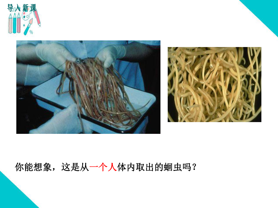 部编人教版八年级生物上册《线形动物和环节动物》教学课件.ppt_第2页