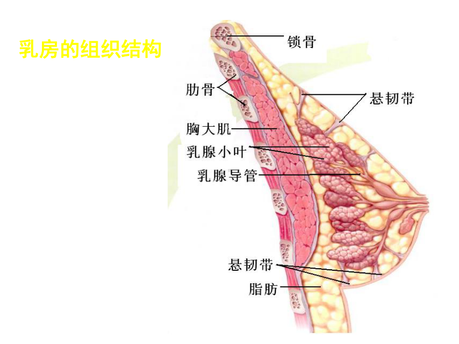 乳腺疾病病人的护理.ppt_第3页