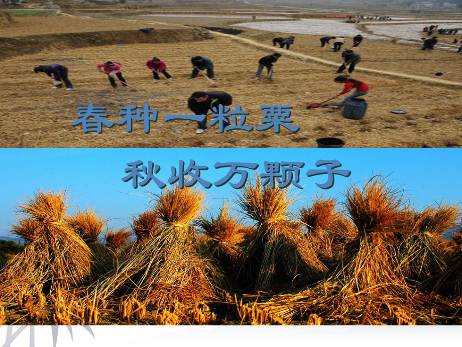 种子植物优秀课件.ppt_第2页