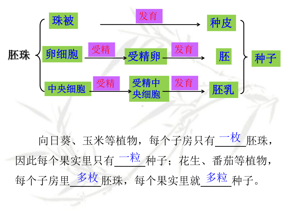 济南版生物八年级上册《种子的萌发》课件.ppt_第2页