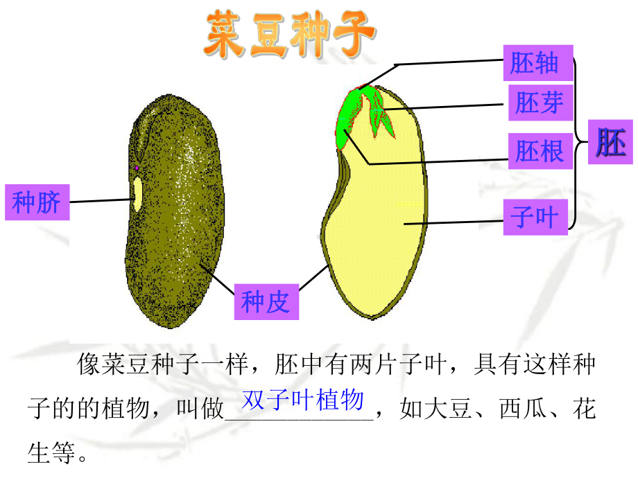 济南版生物八年级上册《种子的萌发》课件.ppt_第3页