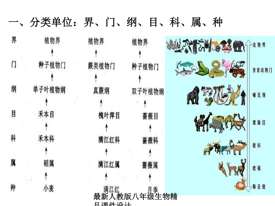 人教版八年级上册生物课件第一章根据生物的特征进行分类2第二节从种到界（备份）.ppt_第2页