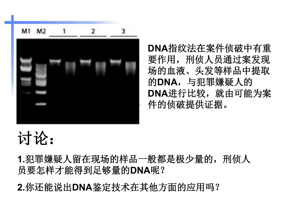 多聚酶链式反应扩增DNA片段课件(新人教版选修1).ppt_第2页