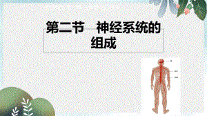 七年级生物下册462《神经系统的组成》课件新人教版.ppt