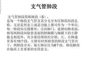 肺段及肺动静脉课件.ppt