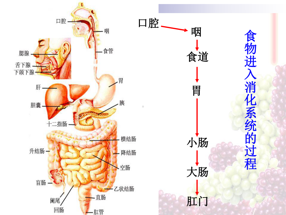 浙教版九年级上册科学42食物的消化与吸收课件.ppt_第3页