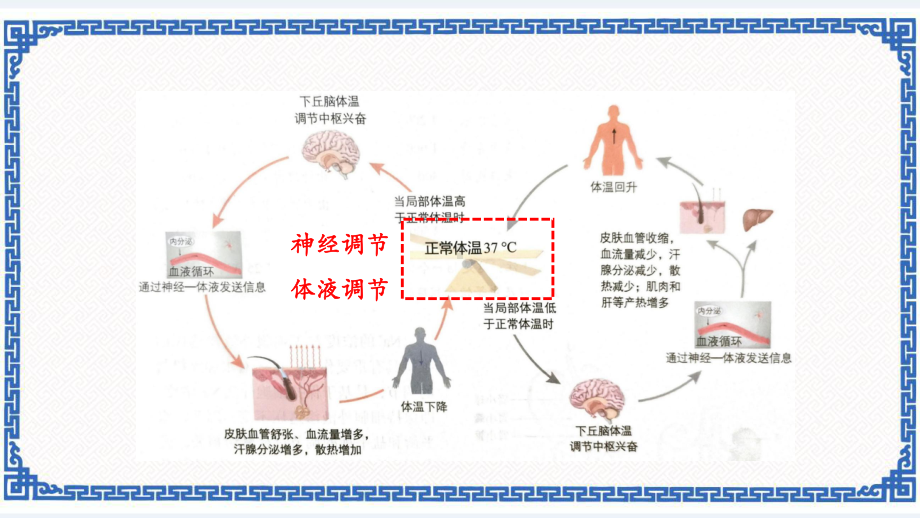 人教版高二生物选择性必修1第3节体液调节与神经调节的关系(第二课时)课件牛老师.pptx_第2页