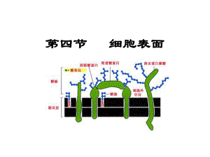 细胞生物学第三章细胞膜与细胞表面3课件.ppt