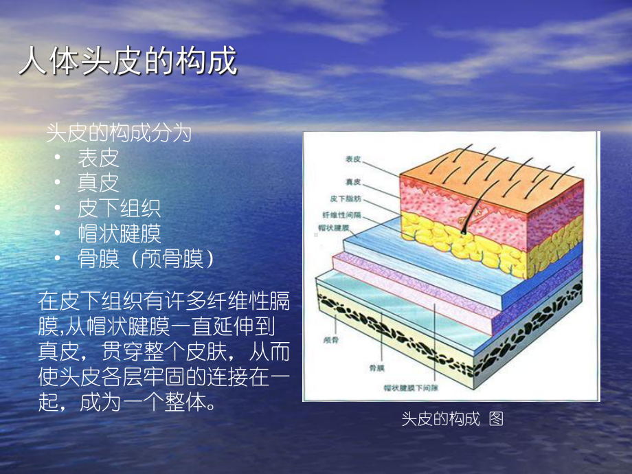 毛发移植技术课件.ppt_第3页