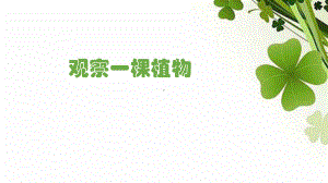 教科版一年级科学上册《观察一棵植物》课件.ppt