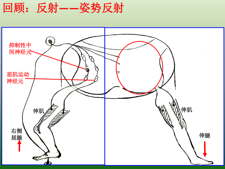 《神经系统的分级调节》人教版精讲课件.pptx_第1页