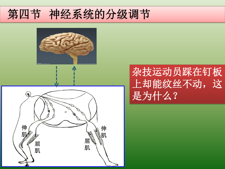 《神经系统的分级调节》人教版精讲课件.pptx_第2页