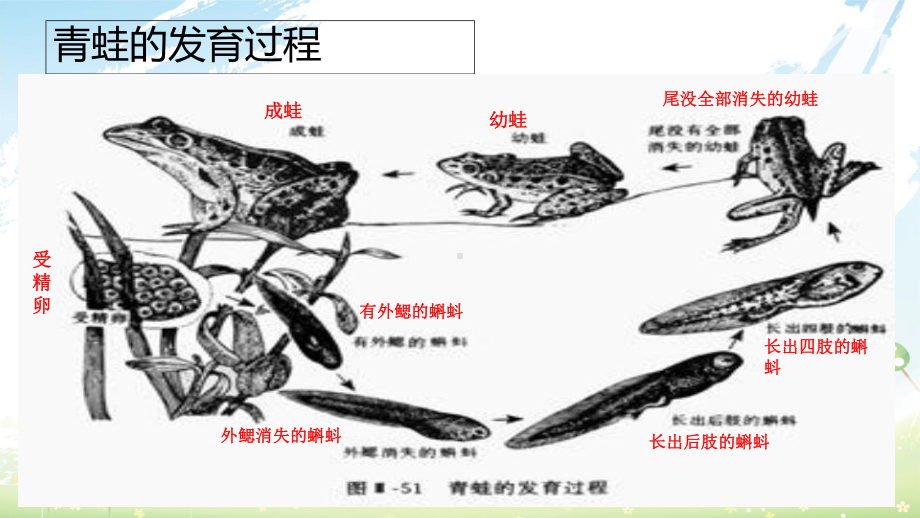 人教版初中八年级生物上册学第五节-两栖动物和爬行动物课件(同名2456).ppt_第2页