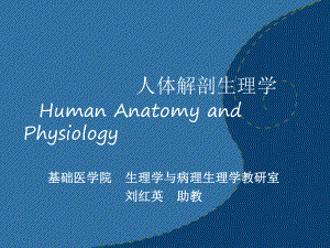 人体解剖生理学消化系统课件医学.ppt