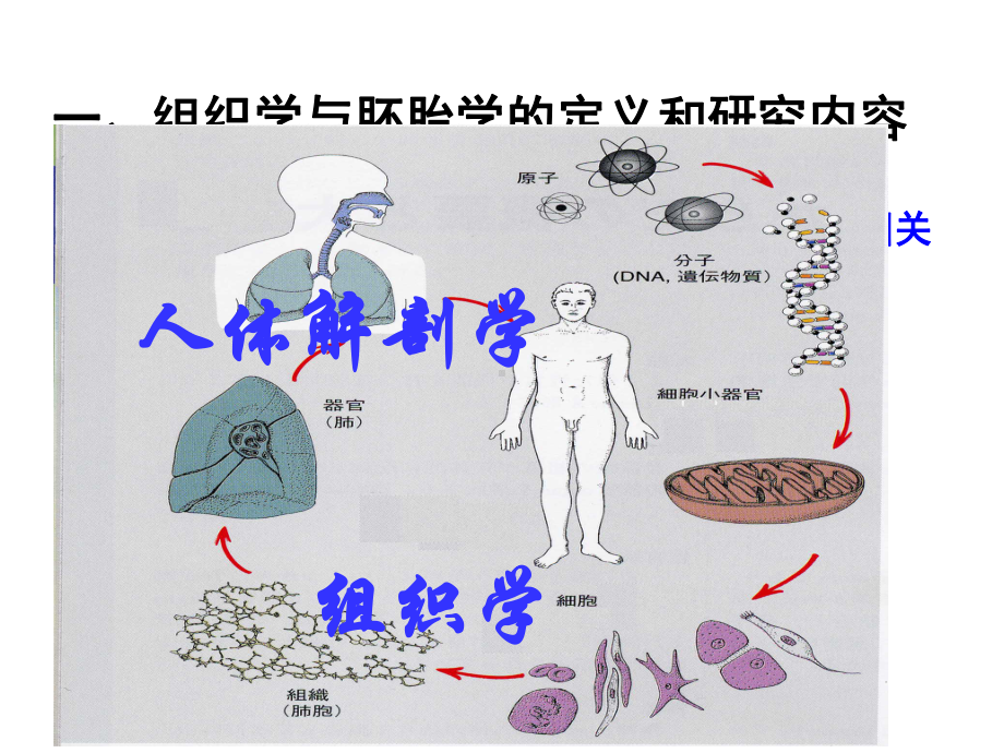 组织与胚胎学绪论课件.ppt_第3页