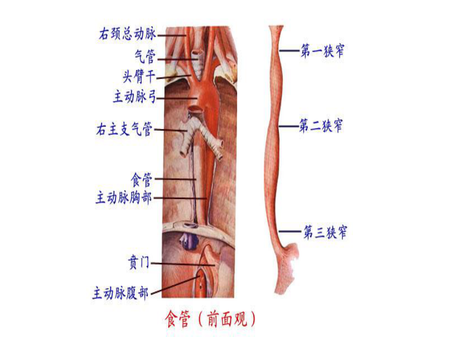 食管癌的围手术期护理优秀课件.ppt_第3页