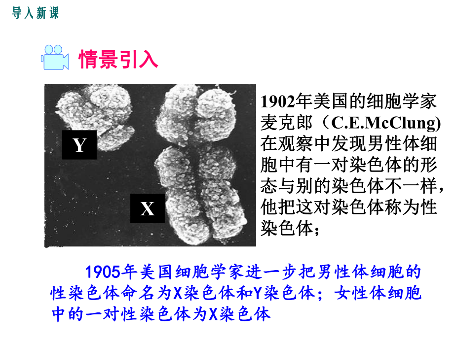 人教版八年级生物下册课件人的性别遗传-2.ppt_第2页