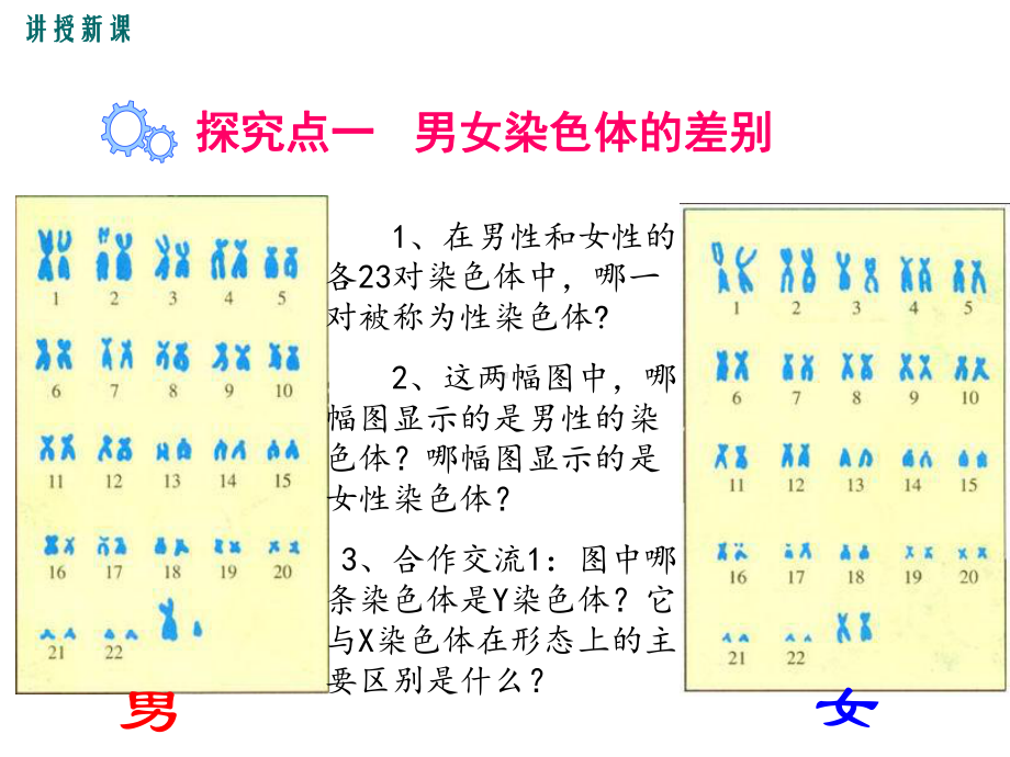 人教版八年级生物下册课件人的性别遗传-2.ppt_第3页