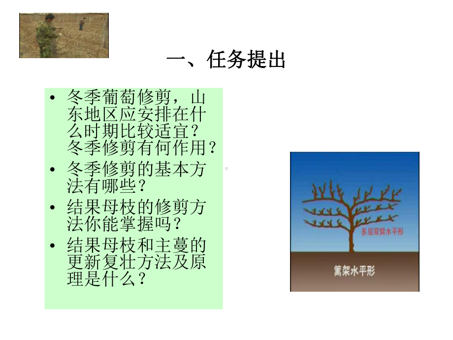 《果树栽培-葡萄冬季修剪》课件.ppt_第2页