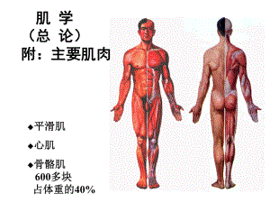 肌学总论(附主要肌肉)理论课件.ppt