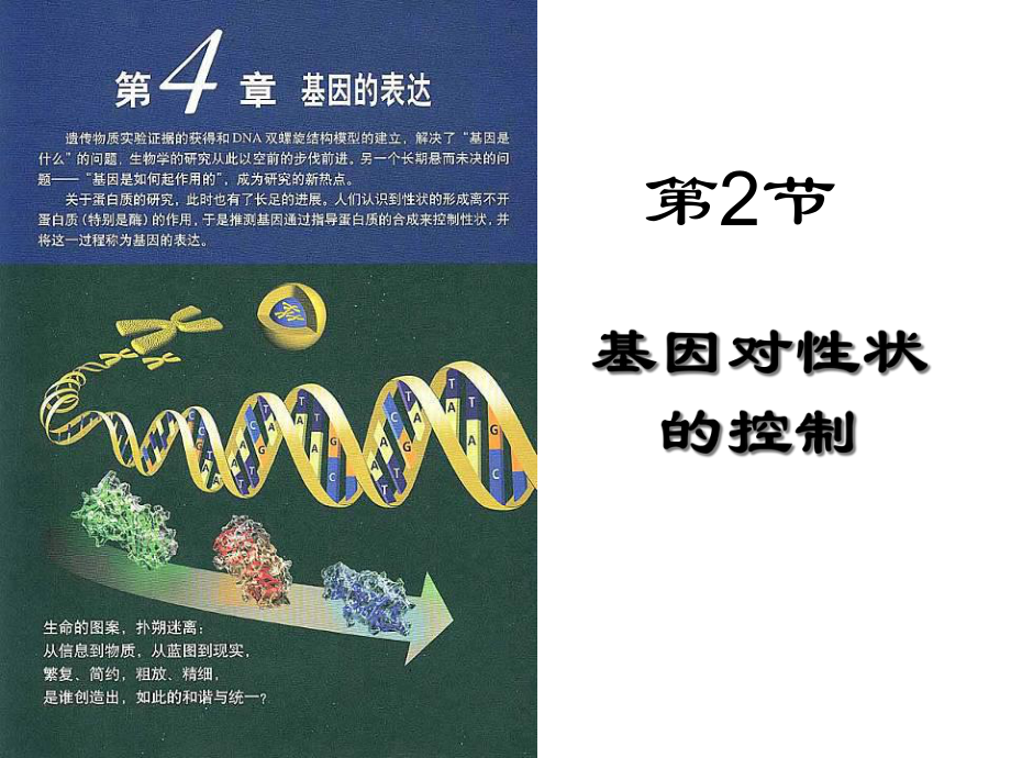 高中生物必修二基因对性状的控制课件.ppt_第1页