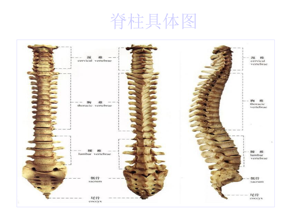 脊髓损伤平面的临课件.ppt_第2页