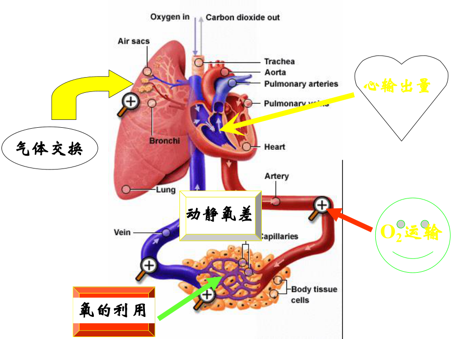 吸气功能评定与训练.ppt_第3页