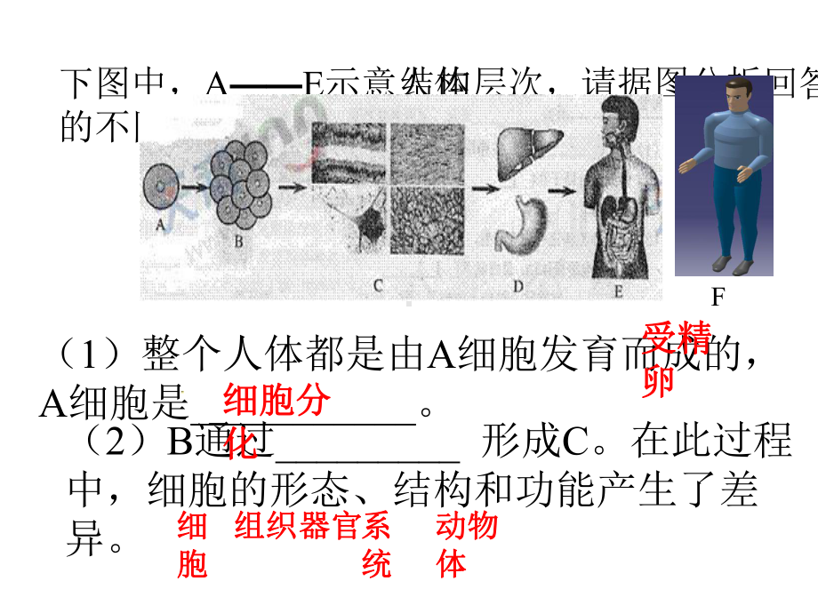 人教版七年级上生物植物体的结构层次.pptx_第2页