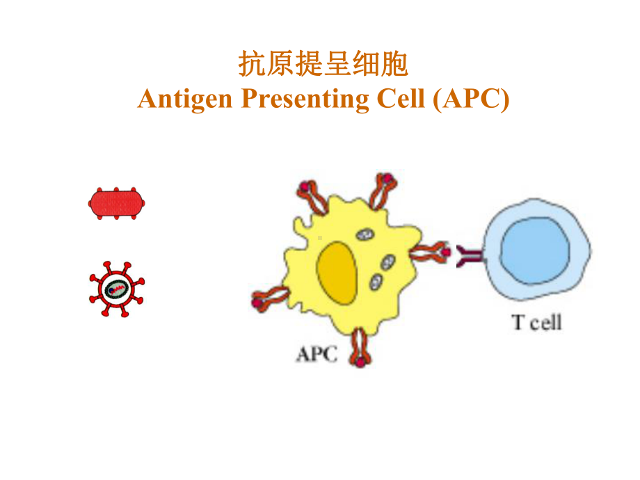 抗原提呈细胞和抗原提呈课件.ppt_第2页