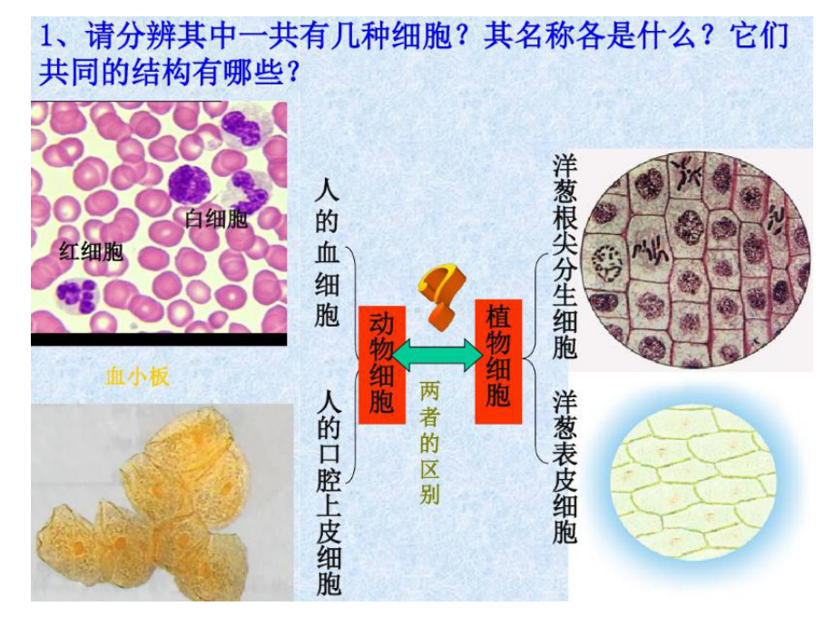 高中生物必修一第1章第2节细胞的多样性和统一性课件.ppt_第2页