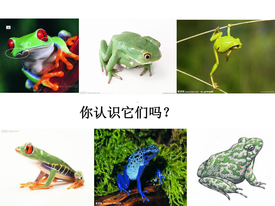 人教版八年级下册生物两栖动物的生殖和发育优秀课件.ppt_第2页