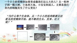 新人教版初中七年级生物上册细胞通过分裂产生新细胞课件4.ppt