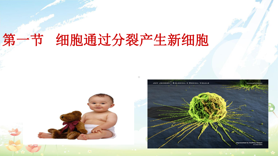 新人教版初中七年级生物上册细胞通过分裂产生新细胞课件4.ppt_第2页