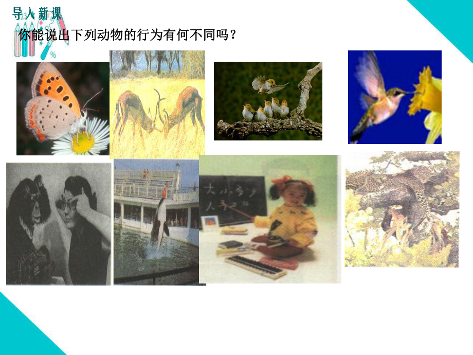 部编人教版八年级生物上册《先天性行为和学习行为》教学课件.pptx_第2页