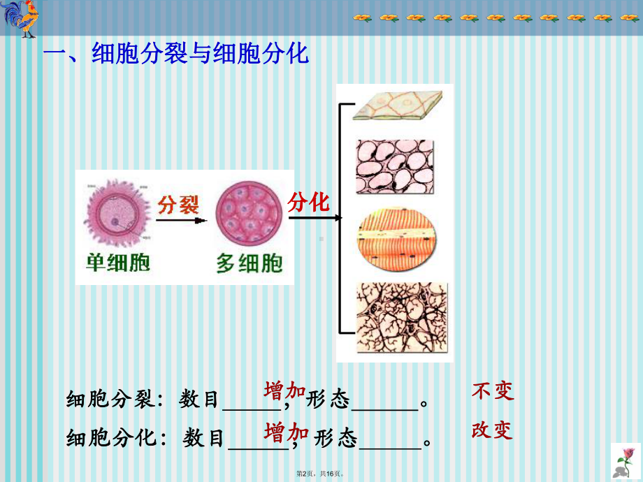 《细胞分化形成组织》课件(共16张).pptx_第2页