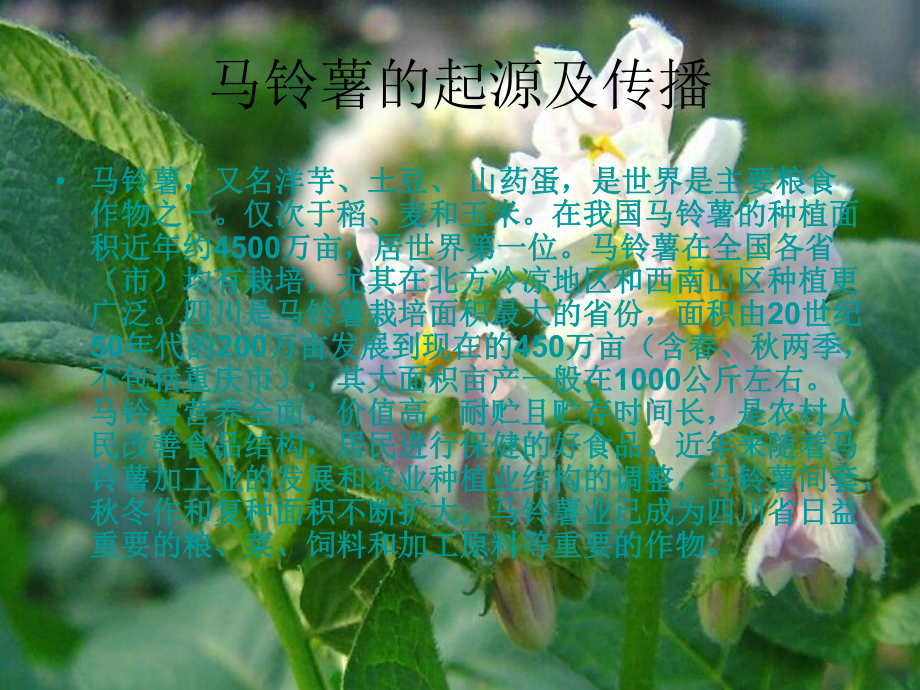 马铃薯科学种植技课件.ppt_第2页