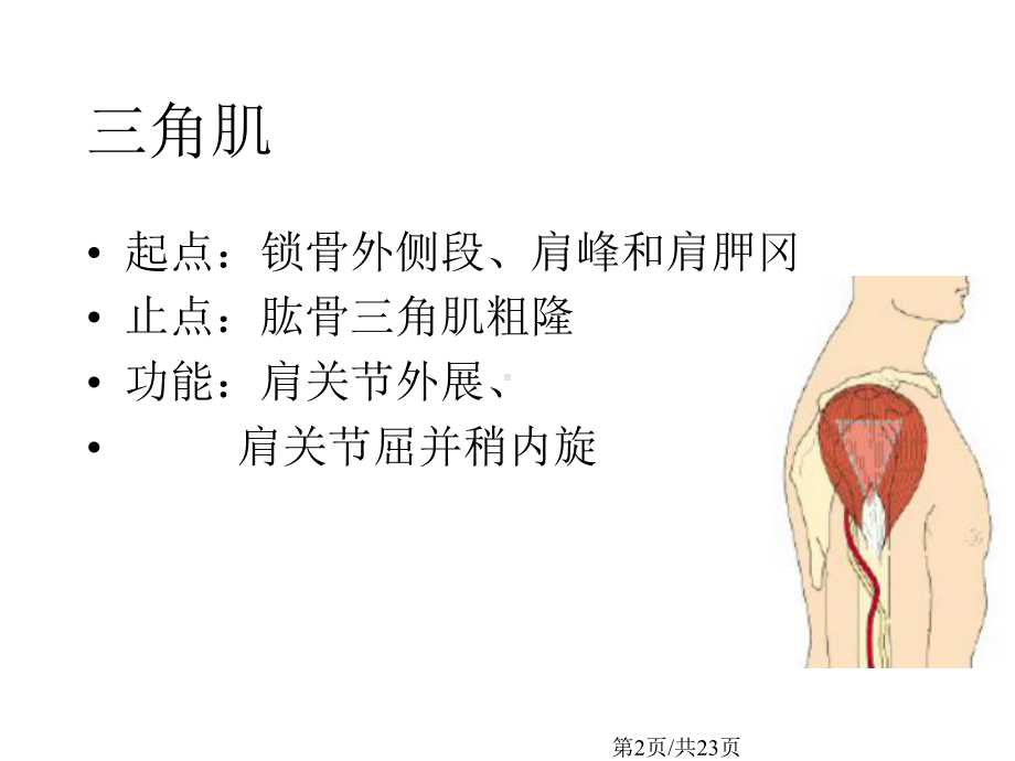 人体的主要肌肉群学习课件.pptx_第2页