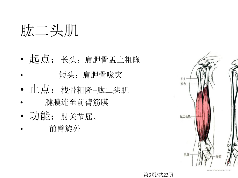 人体的主要肌肉群学习课件.pptx_第3页