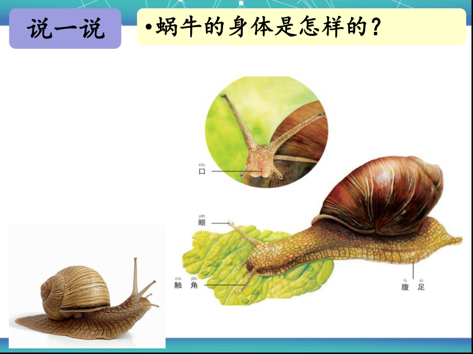 教科版一年级科学下册《给动物建个“家”》教学课件.ppt_第2页