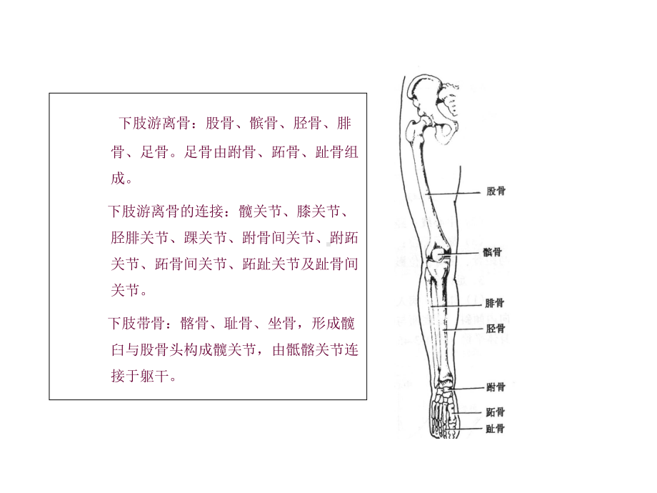 X线常规检查技术之下肢摄影.ppt_第2页