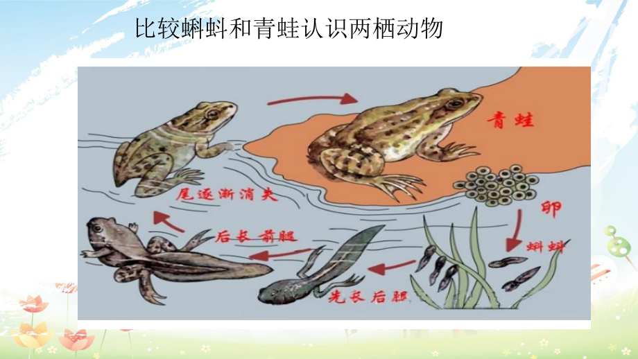 人教版初中八年级生物上册第五节两栖动物和爬行动物课件1.ppt_第3页