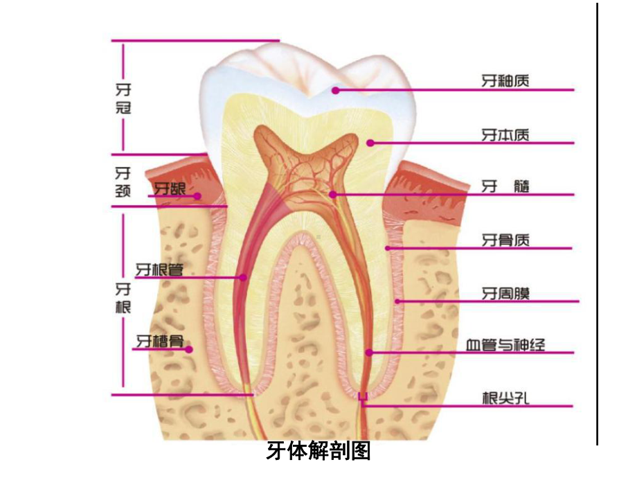 中老年人口腔保健feng课件-2.ppt_第3页