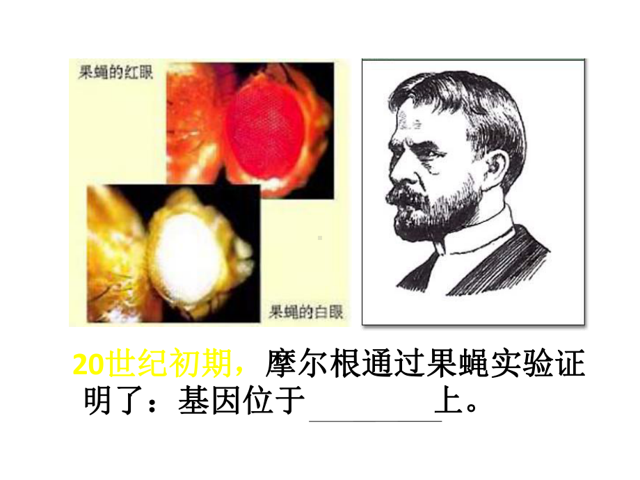 人教版高中生物必修2课件：第三章基因的本质(必修二).pptx_第3页