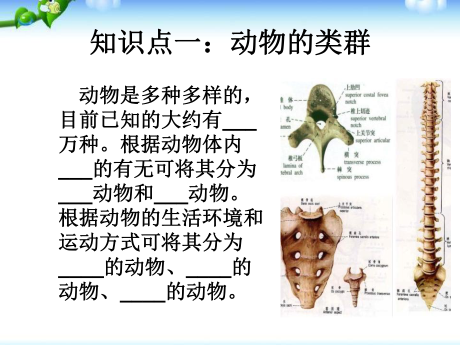 新人教版八年级上册生物第一章第四节《鱼》课件.ppt_第3页