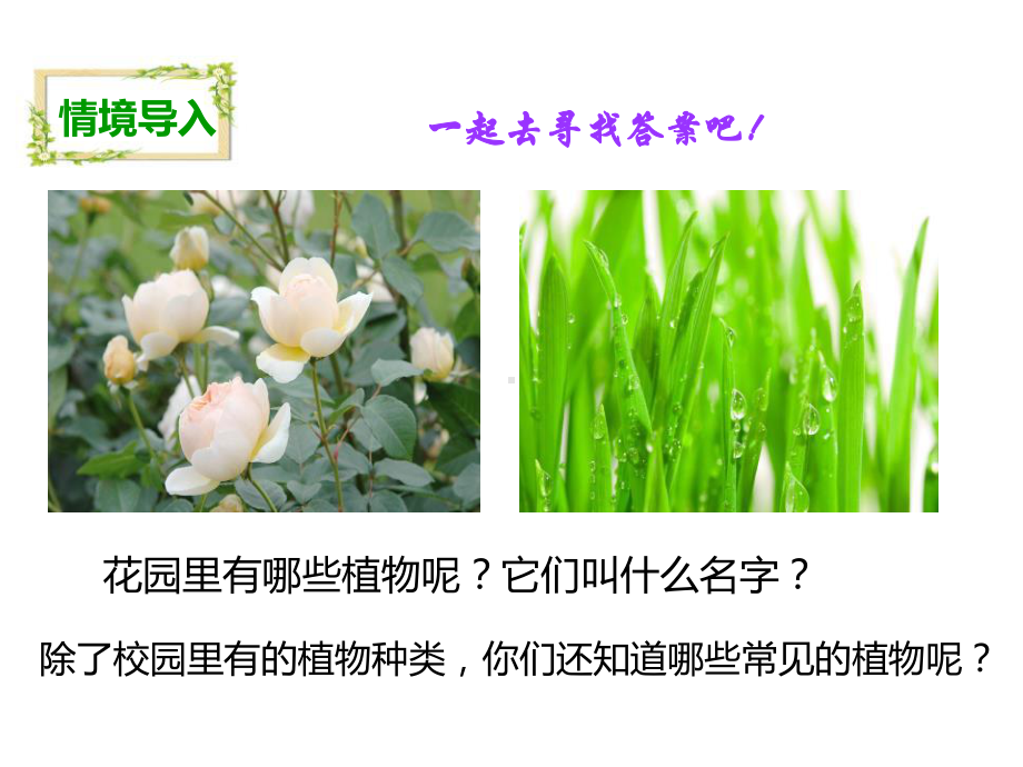 《多种多样的植物》生物的多样性-完美课件.pptx_第2页