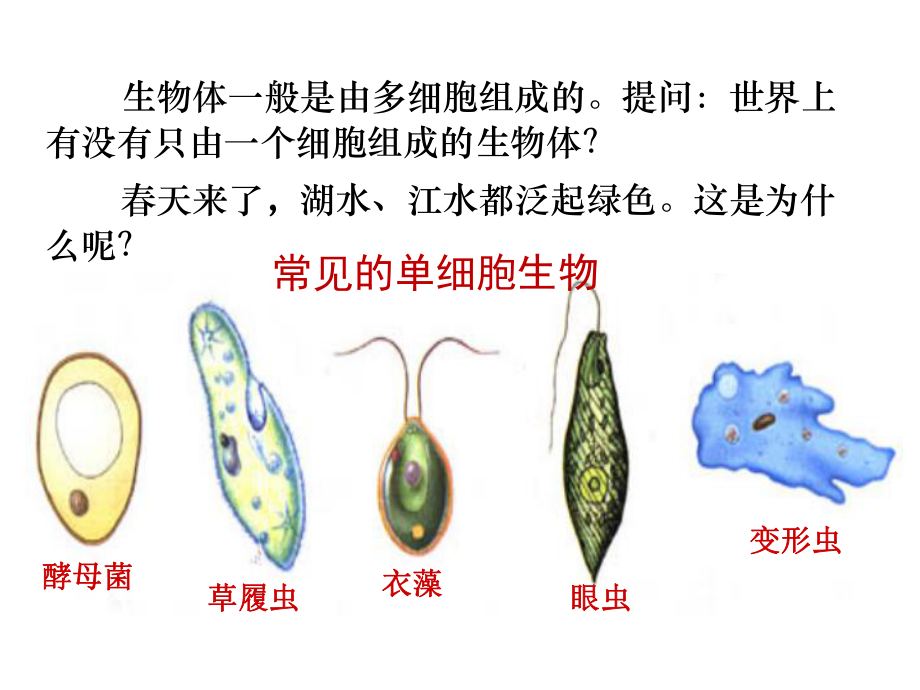 人教版七年级上册生物单细胞生物课件-2.pptx_第2页