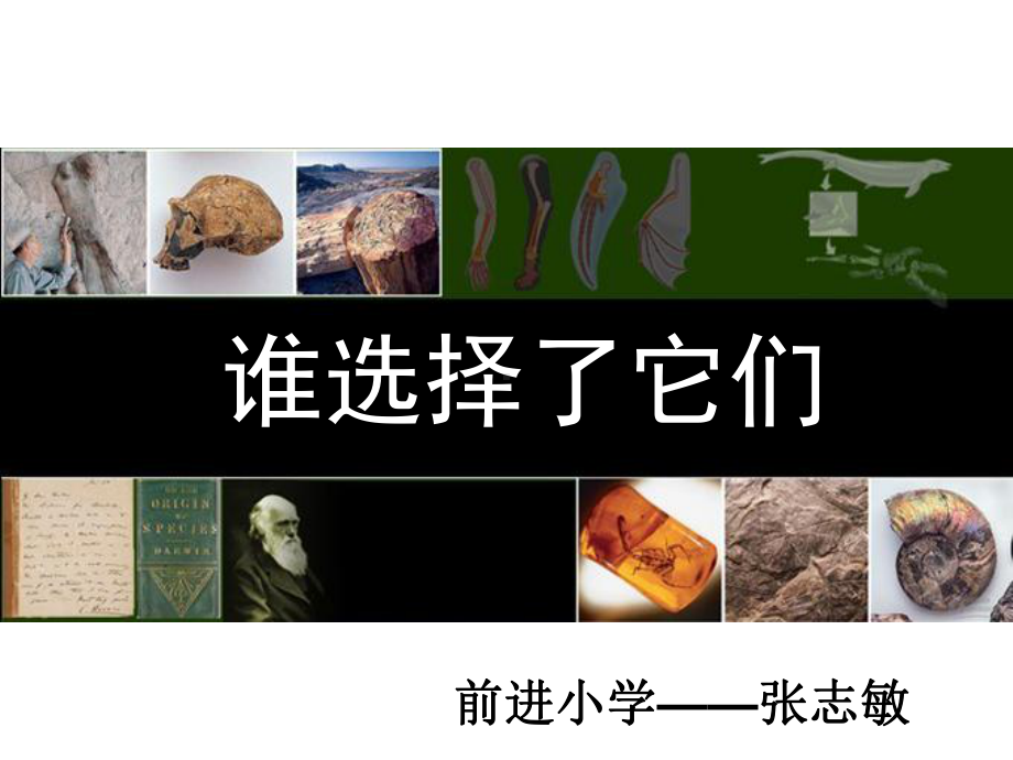 《谁选择了它们》完整版课件小教科版小学1.ppt_第3页