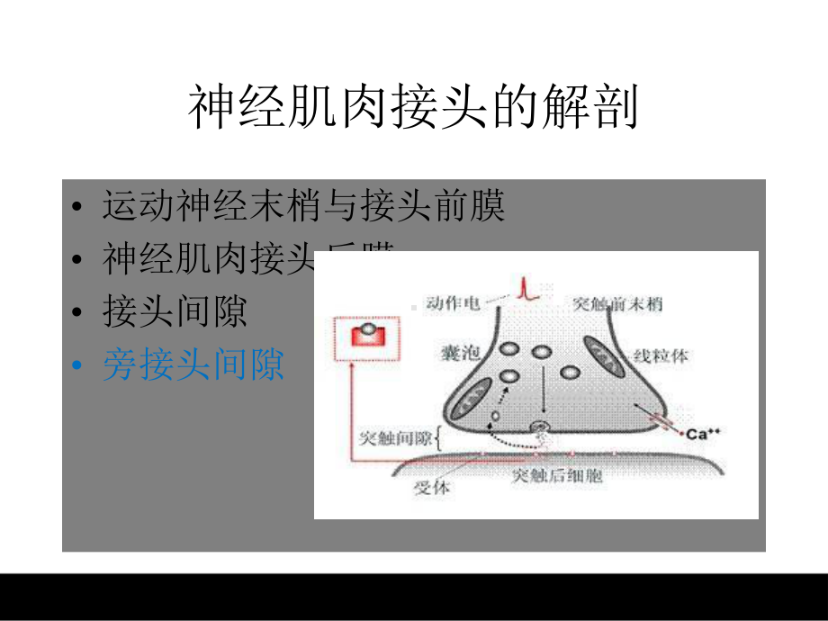 神经肌肉传递机理课件.pptx_第2页