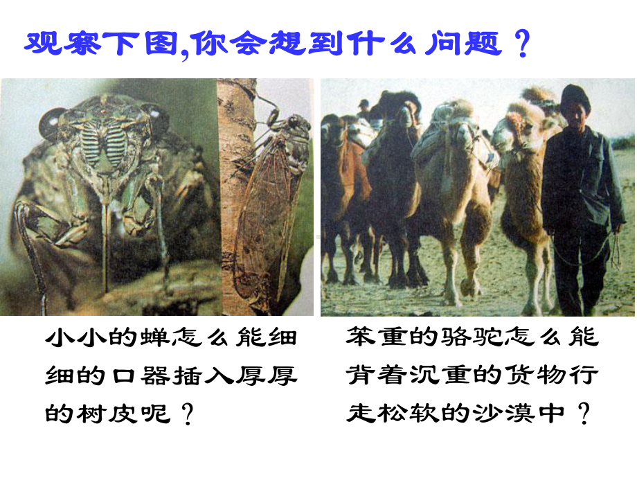 人教版八年级物理压强.ppt_第2页